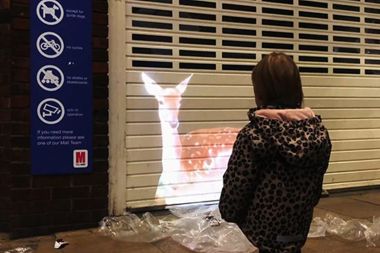 Moving AR projection shows deer at play at night